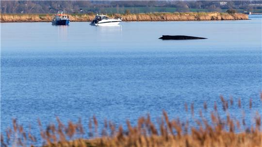 Für den Buckelwal in der Wismarer Bucht sind die Überlebenschancen sehr gering. (Archivbild) 