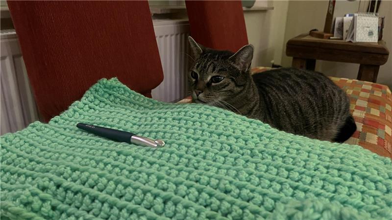 Grau getigerte Katze liegt auf einem orange karierten Stuhl neben einem türkisfarbenen gestrickten Kissen mit einem Stift darauf