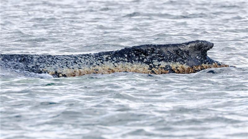 Für den Wal scheint es keine Hoffnung mehr zu geben.