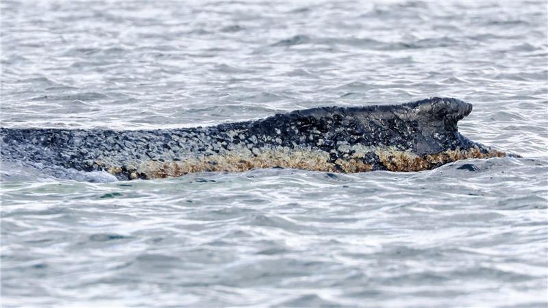 Für den Wal scheint es keine Hoffnung mehr zu geben. (Archivbild)