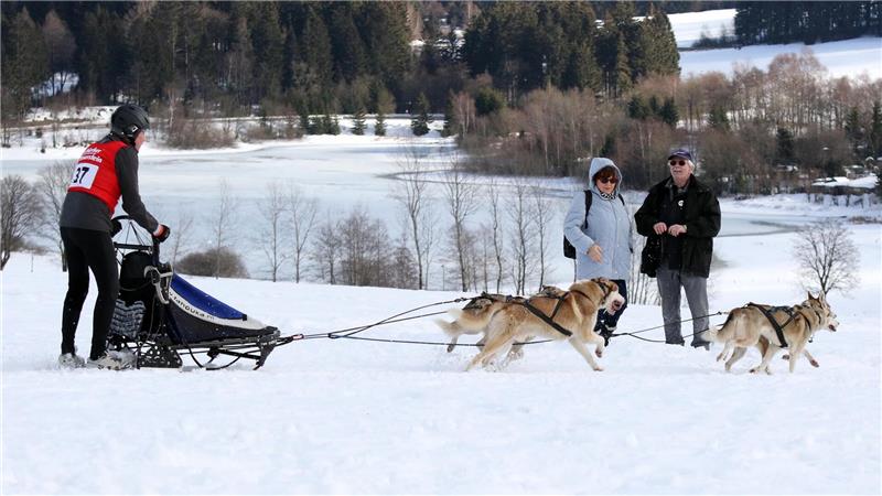 Ein Schlittenhunde-Gespann von der Seite im Schnee.