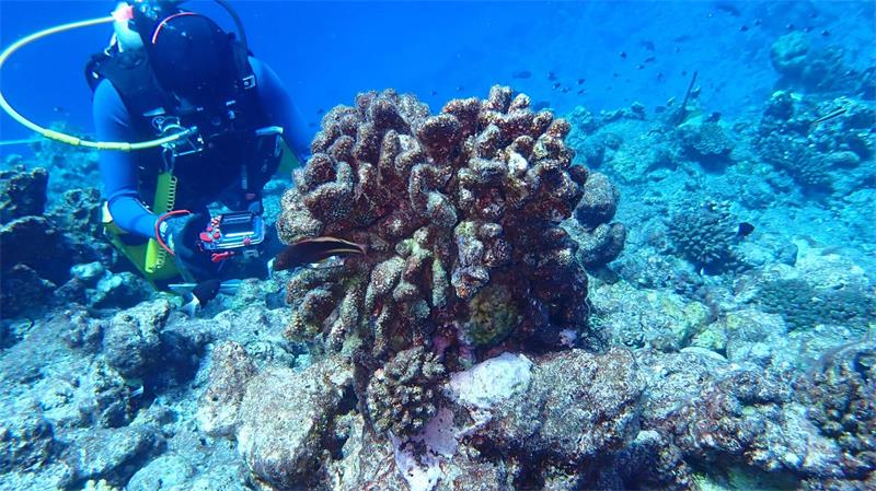 Bericht: Korallenriffe haben kaum noch Zeit zur Erholung Für die globale Bestandsaufnahme wurden mehr als 21 Millionen Beobachtungen von mehr als 36.800 Riff-Standorten ausgewertet.
