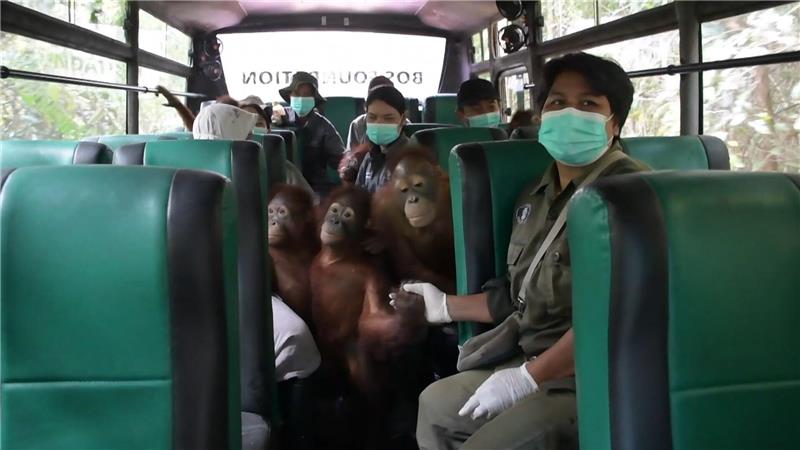 Orang-Utans im Bus: Waldschule auf Borneo zieht um Für die meisten Waldschüler war der Umzug sehr aufregend.