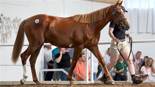 Für diesen noch namenlosen Fuchs-Hengst musste Liberty Racing 200.000 Euro bezahlen. 
