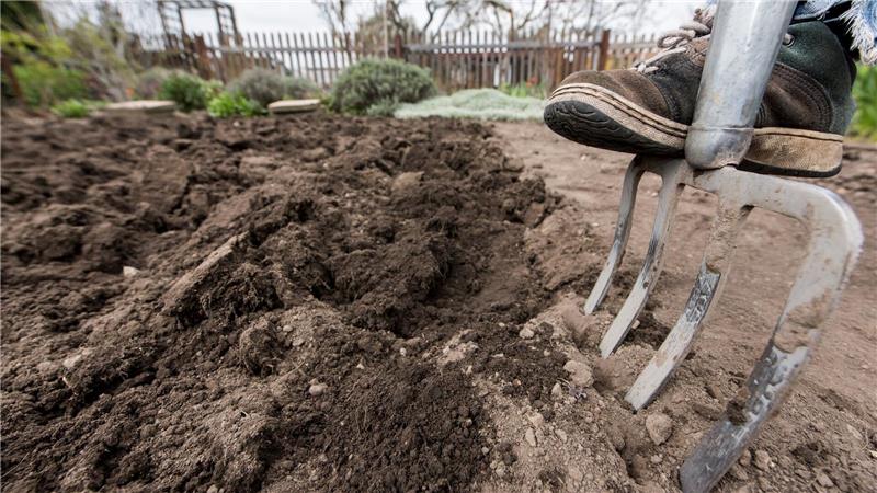 Für eine gesunde Ernte: Der Gartenboden wird mit der Grabegabel schonend gelockert und belüftet.