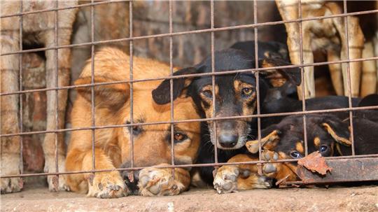 Für inszenierte Rettungsaktionen werden Tiere oft absichtlich misshandelt.