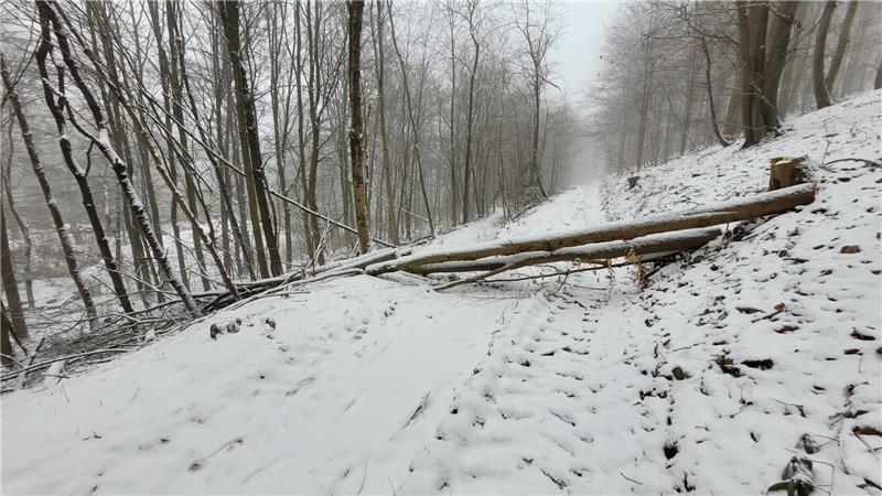 Für seine Verbreiterung mussten abseits des Weges Bäume und Büsche weichen. Im Bereich oberhalb des ehemaligen Harzburger Hofs ist ein Stamm liegen geblieben. Durch den Schnee nur noch schwer zu erkennen: die tiefen Spuren eines Forstfahrzeugs.