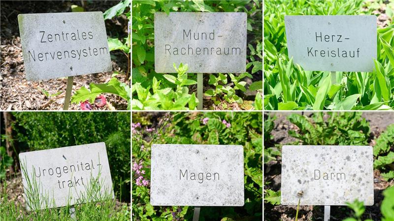 Apothekergarten zeigt seit 25 Jahren Heilkräfte von Pflanzen Für verschiedene Organe und Körperbereiche gibt es heilende Pflanzen.