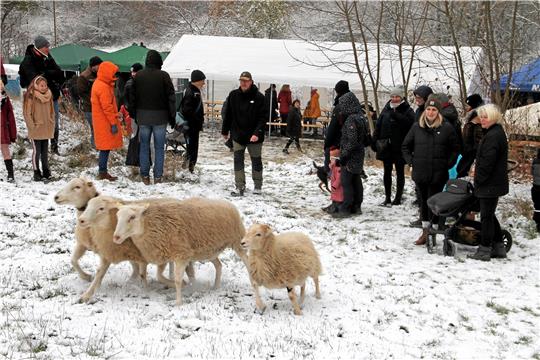 Für viel Interesse sorgen die Tiere von Schäfer Andreas Kroll (Mitte). Seine Hütehunde hat er auch mit dabei und präsentiert dessen Fähigkeiten bei einer Vorführung. Fotos: Leifeld