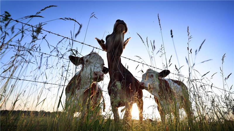 Für viele Verbraucherinnen und Verbraucher spielt Tierwohl eine wichtige Rolle. (Symbolbild)