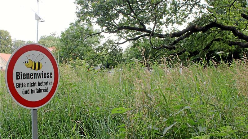 Fußgänger und Radfahrer dürfen die Bienenwiese im Heiligenholz nicht betreten, damit die Futterquellen der Insekten intakt bleiben.