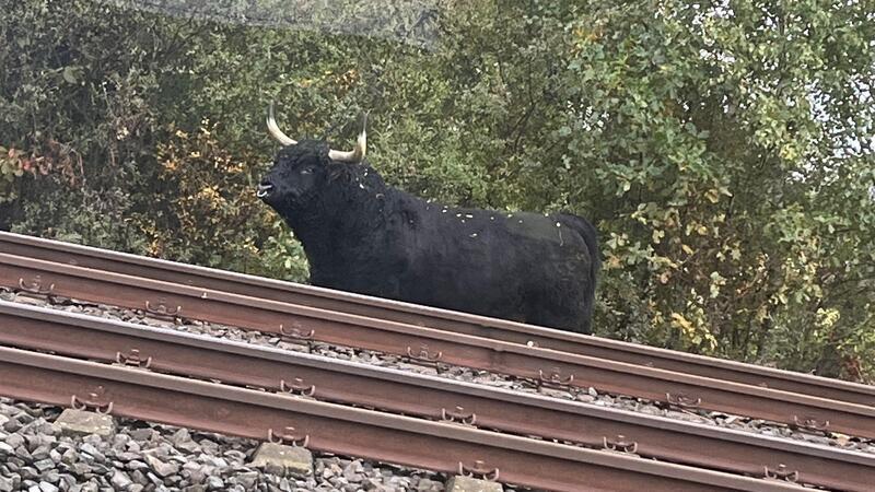 Bild zu Stier im Gleisbett: Zugstrecke gesperrt