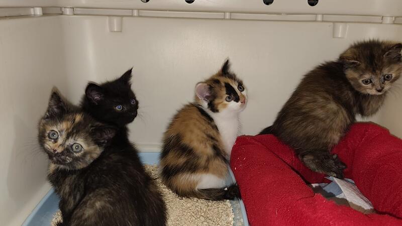 Bild zu Katzenbabys ausgesetzt: Zeugen gesucht