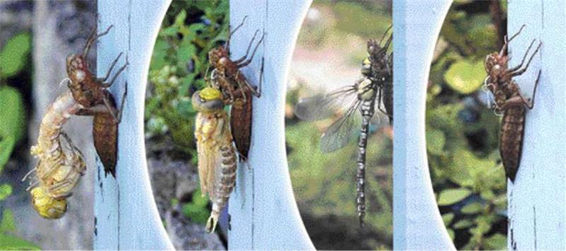 GZ-Leser  Ulrich Heinemann  aus Goslar hat beobachtet, wie eine Libelle sich innerhalb von drei Stunden aus ihrer letzten Verpuppung löst. Die vier Archivfotos (Montage: Thomas Velte) zeigen von links nach rechts: Die Libelle windet sich aus dem Körper, von Motiv zwei zu drei verändert sie Farbe und Gestalt, zuletzt lässt sie den Panzer zurück.