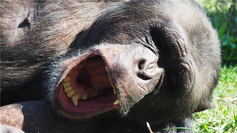 Roboter bringt Affen zum Gähnen Gähnt der Roboter, legt sich der Affe schlafen. (Handout)