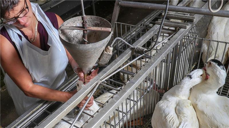 Stopfleber aus dem Labor: Foie Gras ohne Tierquälerei Gänse werden auf einem Hof in Belgien für die Produktion von Foie Gras (Stopfleber) gefüttert. (Archivbild)