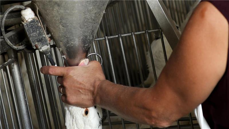 Stopfleber aus dem Labor: Foie Gras ohne Tierquälerei Gänse werden für die Produktion von Foie Gras (Stopfleber) mit Nahrungsbrei gestopft. (Archivbild)