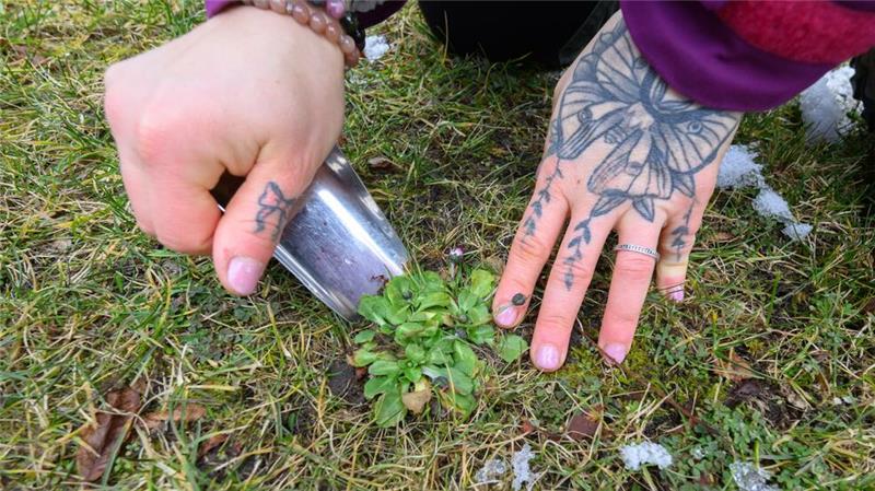 Klosterwald statt Supermarkt - Events in der Natur gefragt Gänseblümchen lassen sich auch im Winter essen.