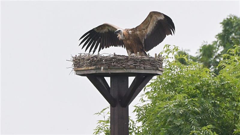 Drama im Storchennest - Gänsegeier frisst Jungstörche Gänsegeier haben eine Flügelspannweite von bis zu 2,60 Metern.