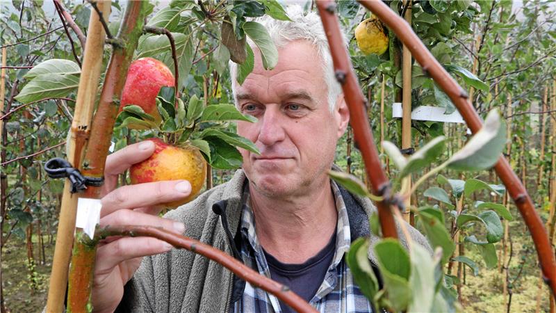 Wie bei Neuwallmoden alte Obstsorten gerettet werden Gärtnermeister Holger Ernst hat sich zur Aufgabe gemacht, in seiner kleinen Baumschule alte Obstsorten vor dem Aussterben zu retten.