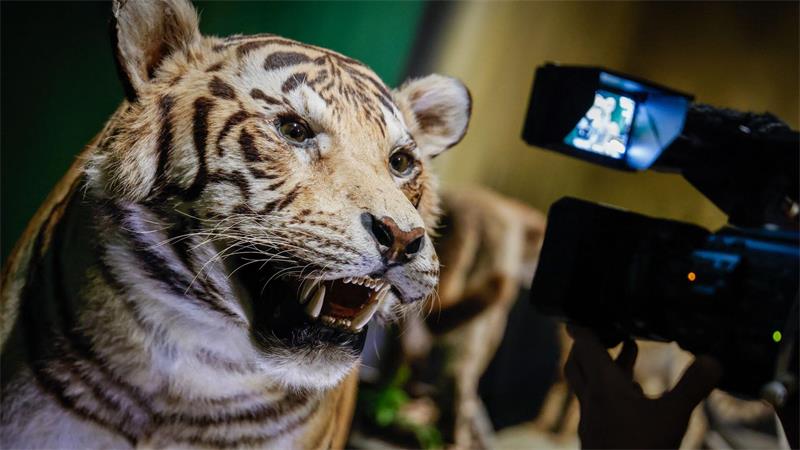 Gäste können den Wildkatzen ganz nahe kommen.