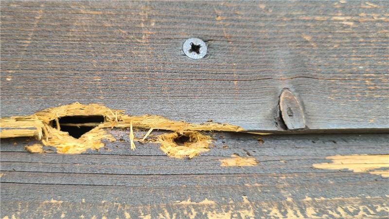 Ganz schön angefressen: Am 40 Jahre alten Fichtenholz nagt offenbar nicht nur der Zahn der Zeit.