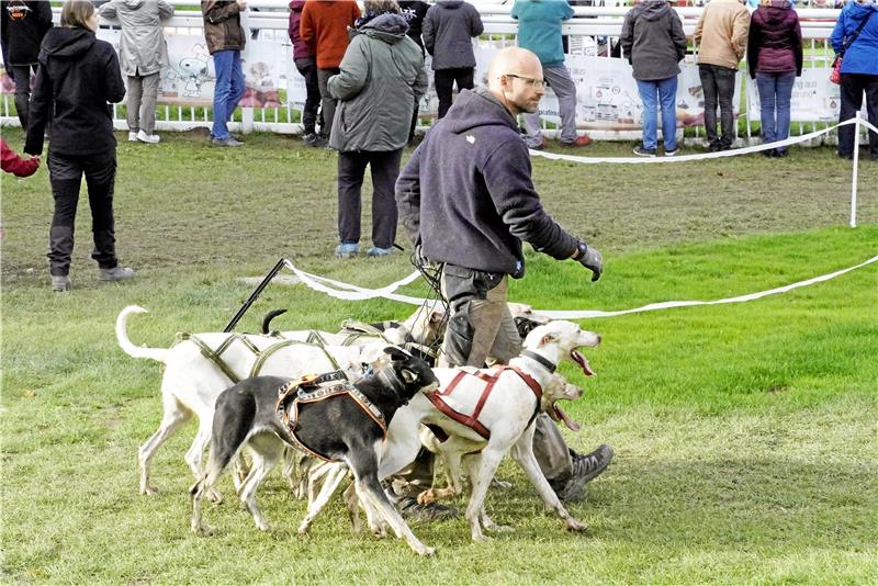 Hunderennen in Bad Harzburg vor kleiner Zuschauerkulisse Gassigehen einmal ganz anders. Foto. Schlegel