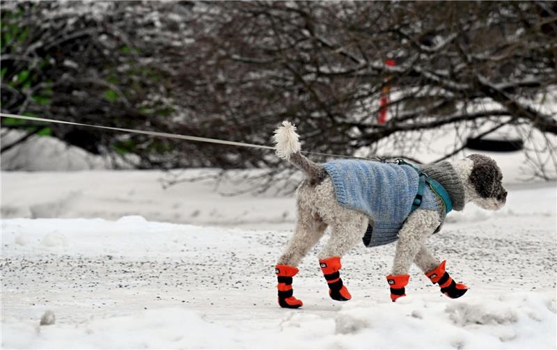 Gassigehen mit Hundemantel und Schneeschuhen bei eisigem Wetter in Helsinki.
