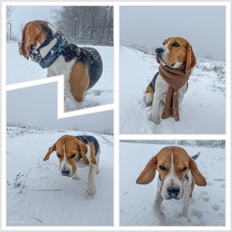 Gassirunde mit Beagledame Finja in St. Andreasberg.
