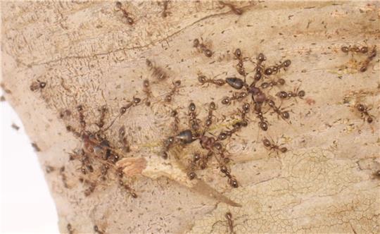 Gebietsfremde Großköpfige Ameisen (Pheidole megacephala) vertreiben heimische Crematogaster-Ameisen.