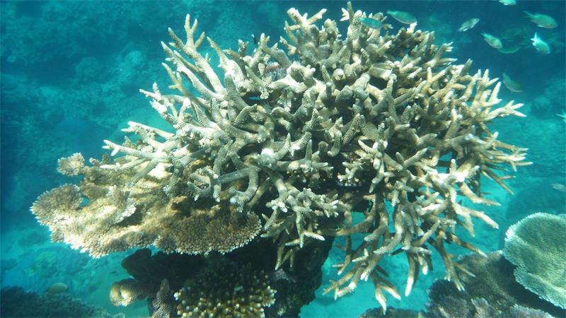 Korallen am Great Barrier Reef erholen sich nach Abkühlung Gebleichte Korallen können sich erholen. (Archivbild)