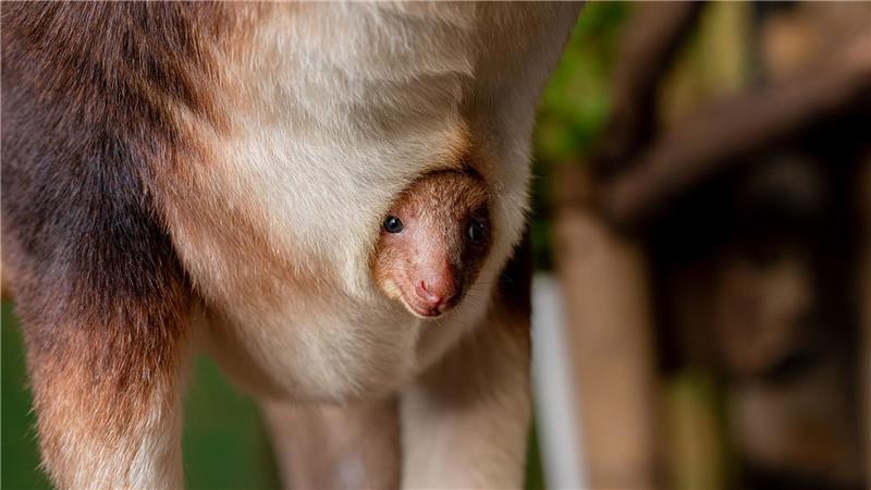 Seltenes Baumkänguru-Baby begeistert in englischem Zoo Geboren wurde das Tierchen schon vor einigen Monaten, aus dem Beutel gewagt hat sich das kleine Känguru jedoch erst jetzt.