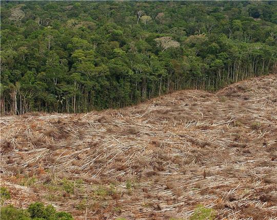 Gefällte Bäume liegen am Rande des Urwaldes in der Amazonasregion in Brasilien.