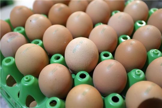 Geflügelhalter rechnen mit weiter steigenden Eierpreisen in Deutschland.