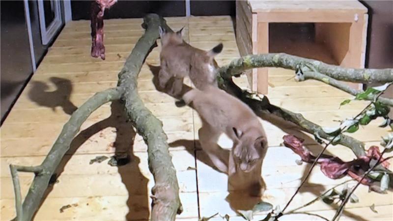 Gefüttert werden die kleinen Luchse mit Rehfleisch.
