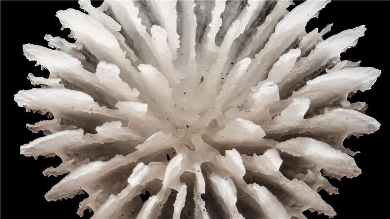 Erstmals Steinkorallen auf Manganknollen entdeckt Gefunden wurden die Korallen in über 4000 Meter Tiefe zwischen Hawaii und Mexiko.