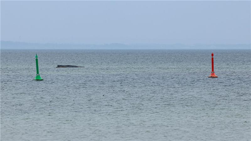 Gegen eine mögliche Tötung des Wals, um ihn von seinen Leiden zu erlösen, spricht laut Expertin einiges.