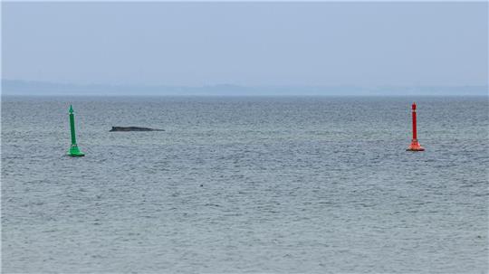 Gegen eine mögliche Tötung des Wals, um ihn von seinen Leiden zu erlösen, spricht laut Expertin einiges.