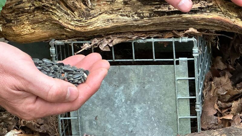 Harte Nuss: Kampf um rote Eichhörnchen in Wales Geht ein graues Eichhörnchen in die Falle, ist das für das Tier ein Todesurteil.