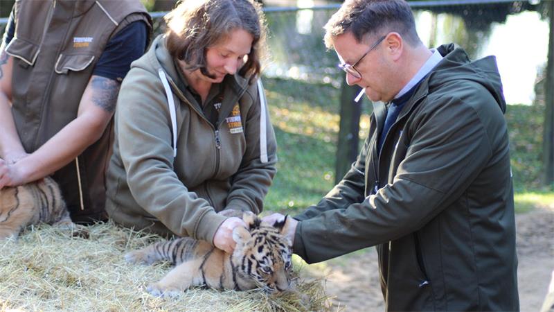 Gefährdete Art: Amur-Tigerbabys in Niedersachsen sind fit Geimpft und gechippt: die Tiger-Drillinge beim Gesundheits-Check.