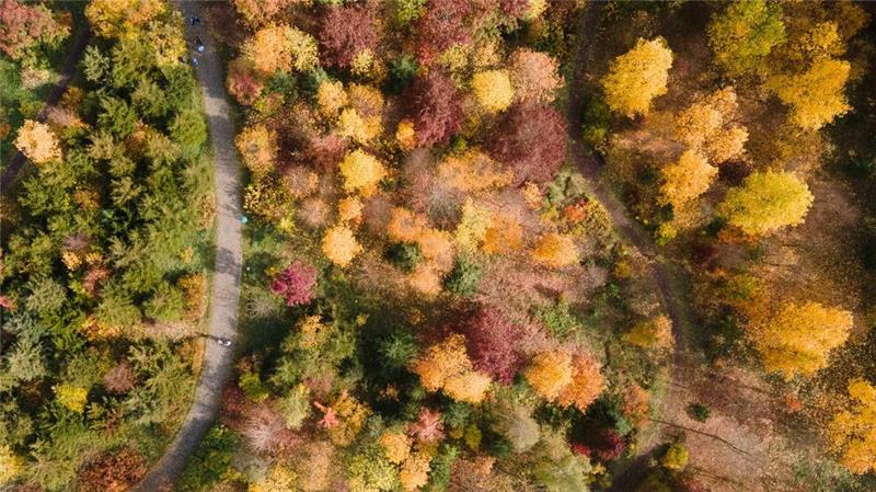 Was ist eigentlich so toll am Herbst? Gelb, orange, rot: Die Wälder haben im Herbst einen ganz eigenen Reiz, denn das Laub der Bäume verfärbt sich. (Archivbild)