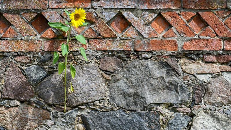 Gelb zwischen grauen Steinen – Sonnenblume wächst aus einer Fuge der Feldsteinmauer