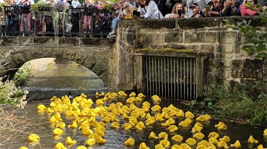 Viele gelbe Gummienten schwimmen in einem Fluss unter einer Steinbrücke, auf der zahlreiche Menschen stehen und zuschauen.
