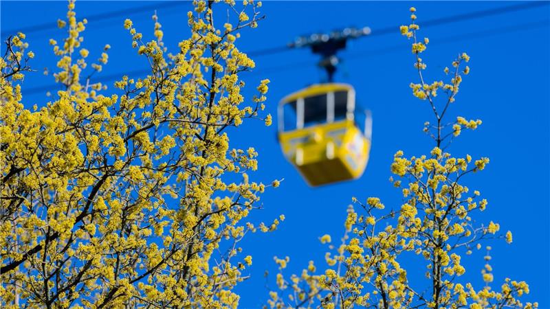 Gelbe Gondel hinter gelben Blüten: Frühling in Köln.