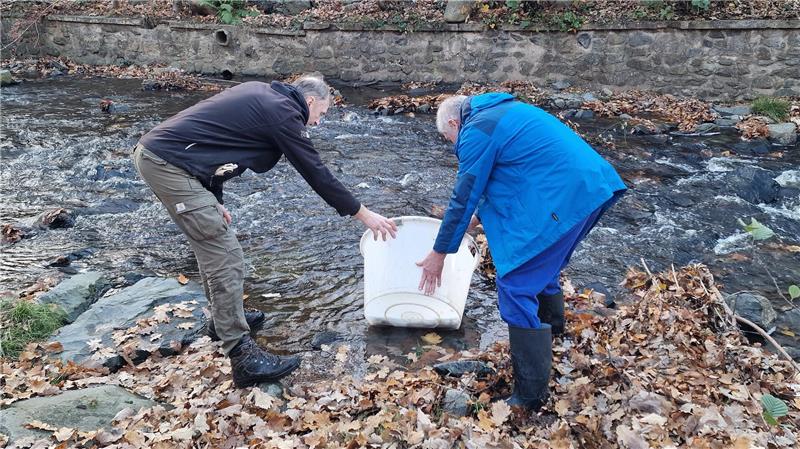 Bad Harzburg entlässt 1000 Bachforellen in die Radau Stephan Ohlendorf und Ralf Abrahms stehen in der Radau und halten den Bottich mit den Bachforellen leicht gebeugt in das Wasser.