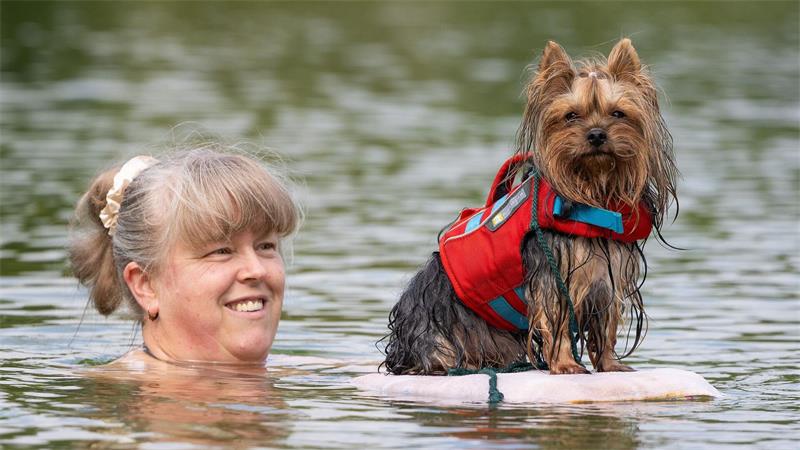 Gemeinsamer Badespaß beim Hundebadetag im Naturbad in Dresden-Mockritz.