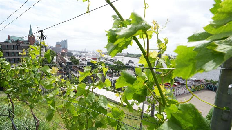 Weinberg mit Blick auf Hamburger Hafen - Exklusive Tropfen Genau 99 Rebstöcke stehen auf dem Weinberg.