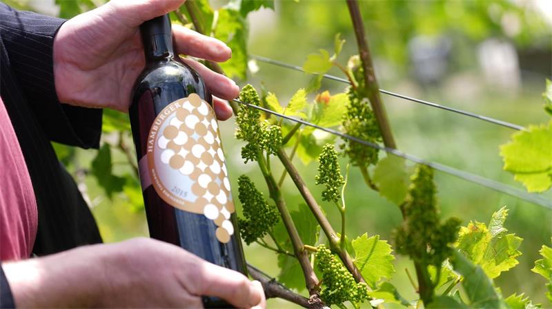 Weinberg mit Blick auf Hamburger Hafen - Exklusive Tropfen Genauer gesagt: Rotwein der Sorte Regent.