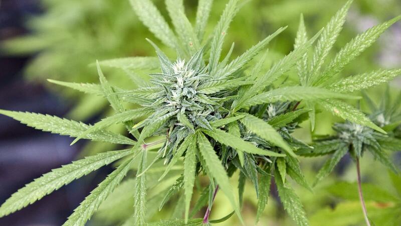 Mehr als 280 Anträge für Cannabis-Anbauvereine Genehmigte Vereine können Cannabis in größerem Stil anbauen. (Archivbild)