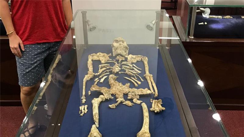 Vormensch lebte vorwiegend vegetarisch Geochemikerin Tina Lüdecke steht neben „Little Foot“, einem bemerkenswert gut erhaltenen Skelett des Australopithecus.